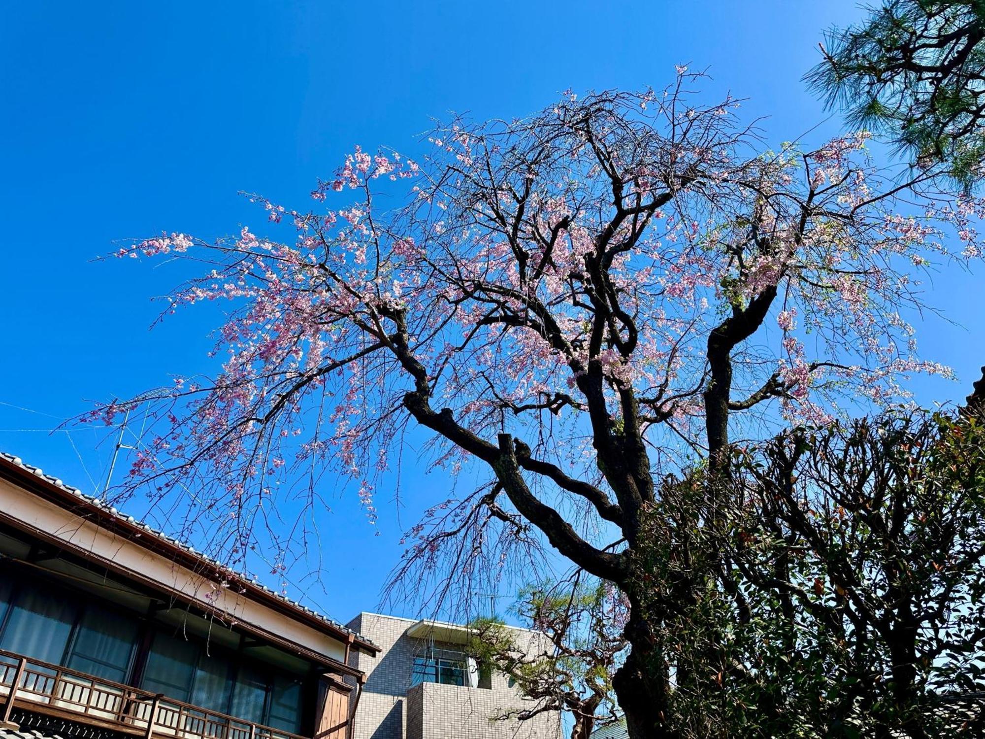 Family Or Business Travel 20 Percent Off丨200 Sqm 丨 14 Min To Shinjuku 丨century-Old Japanese Garden 丨3 Parking Spaces丨4 Bedrooms Tōkyō Extérieur photo